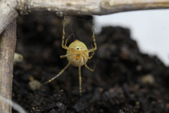 FALSA VIUDA NEGRA  ( STEATODA SPP )