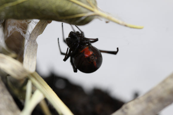 VIUDA NEGRA  ( LATRODECTUS MACTANS )