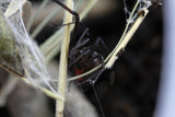 VIUDA NEGRA  ( LATRODECTUS MACTANS )