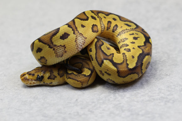 FIRE CLOWN HEMBRA ID  : 3-3