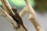 DRAGON DE MONTAÑA BEBE