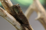 DRAGON DE MONTAÑA BEBE