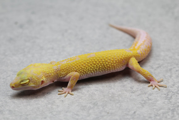 GECKO LEOPARDO APTOR CRIA SIN SEXAR ID : 55
