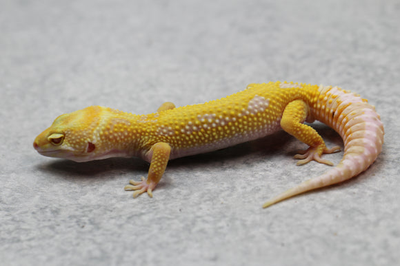 GECKO LEOPARDO APTOR CRIA SIN SEXAR ID : 86