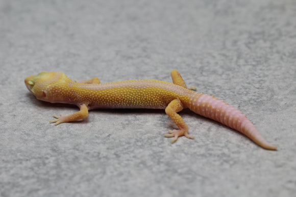 GECKO LEOPARDO APTOR CRIA SIN SEXAR ID : 68