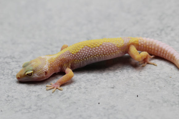 GECKO LEOPARDO APTOR CRIA SIN SEXAR ID : 85
