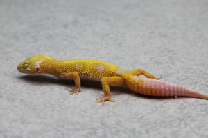 GECKO LEOPARDO APTOR CRIA SIN SEXAR ID : 40