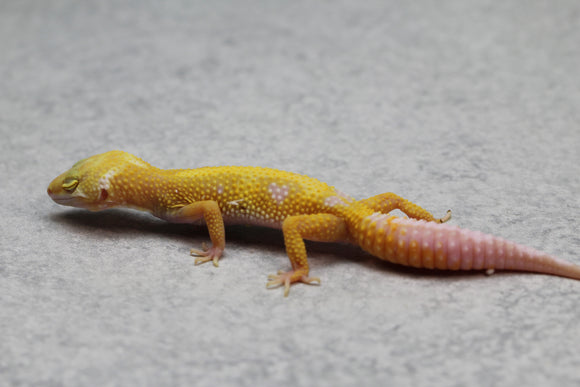 GECKO LEOPARDO APTOR CRIA SIN SEXAR ID : 40