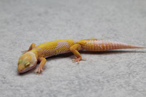 GECKO LEOPARDO APTOR CRIA SIN SEXAR ID : 48