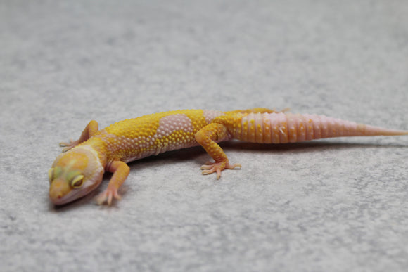 GECKO LEOPARDO APTOR CRIA SIN SEXAR ID : 48