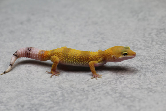 GECKO LEOPARDO SUPER HYPO CRIA SIN SEXAR ID : 20