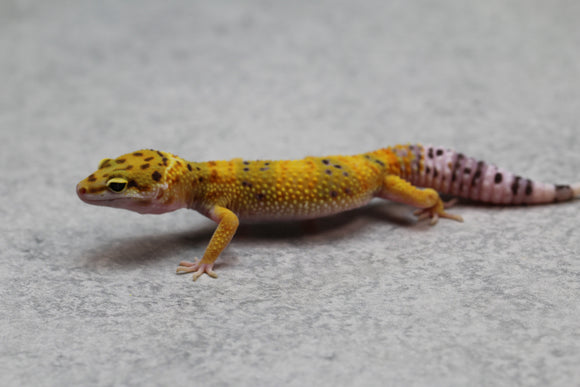 GECKO LEOPARDO SUPER HYPO CRIA SIN SEXAR ID : 62