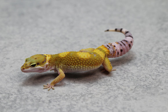 GECKO LEOPARDO SUPER HYPO CRIA SIN SEXAR ID : 84