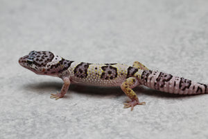 GECKO LEOPARDO MACK SNOW CRIA SIN SEXAR ID : 50