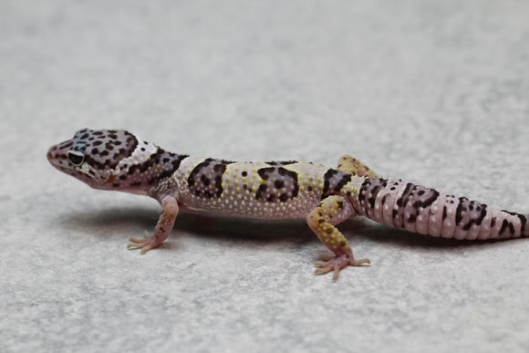 GECKO LEOPARDO MACK SNOW CRIA SIN SEXAR ID : 50