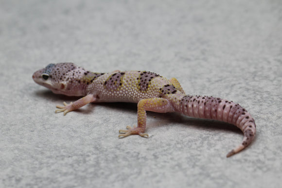 GECKO LEOPARDO MACK SNOW CRIA SIN SEXAR ID : 41