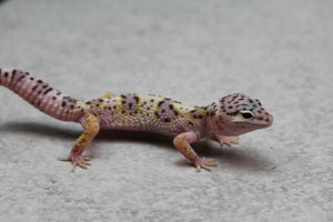 GECKO LEOPARDO MACK SNOW CRIA SIN SEXAR ID : 74