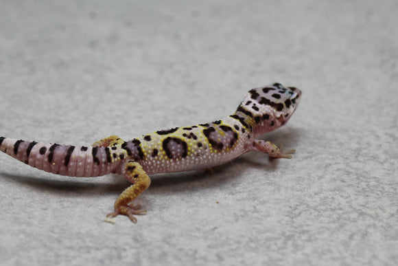 GECKO LEOPARDO MACK SNOW CRIA SIN SEXAR ID : 88