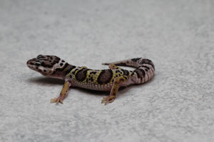 GECKO LEOPARDO MACK SNOW CRIA SIN SEXAR ID : 78