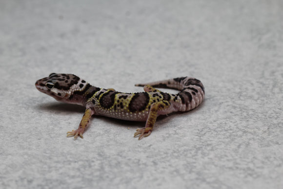 GECKO LEOPARDO MACK SNOW CRIA SIN SEXAR ID : 78