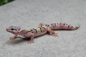 GECKO LEOPARDO MACK SNOW CRIA SIN SEXAR ID : 66