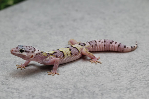 GECKO LEOPARDO MACK SNOW CRIA SIN SEXAR ID : 66