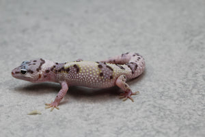 GECKO LEOPARDO MACK SNOW CRIA SIN SEXAR ID : 103