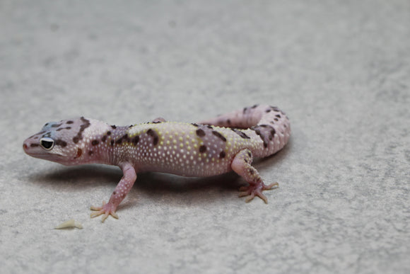 GECKO LEOPARDO MACK SNOW CRIA SIN SEXAR ID : 103