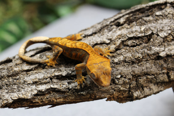 GECKO CRESTADO HARLEQUIN SIN SEXAR ID :  11-1