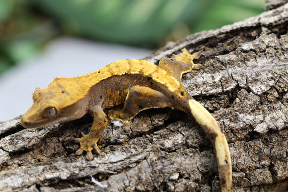 GECKO CRESTADO HARLEQUIN SIN SEXAR ID :  17-15