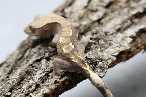 GECKO CRESTADO CAPPUCHINO SIN SEXAR ID :  1-12