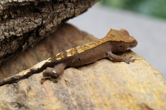 GECKO CRESTADO CAPPUCHINO SIN SEXAR ID :  15-13