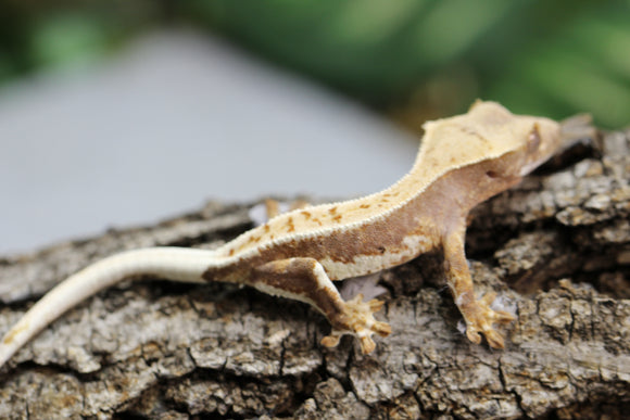 GECKO CRESTADO LILLY WHITE  SIN SEXAR ID : 140