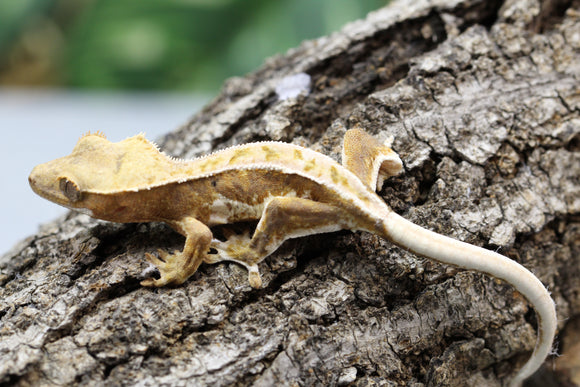 GECKO CRESTADO LILLY WHITE  SIN SEXAR ID : 117