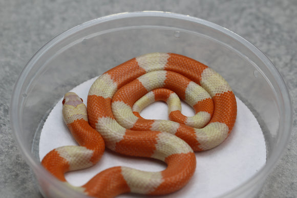 FALSA CORAL DE HONDURAS ALBINO MACHO  ID : 120