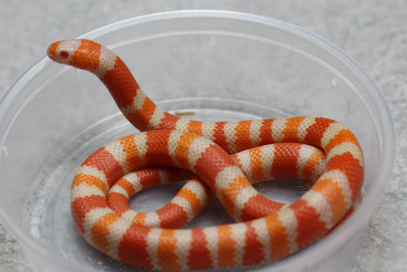 FALSA CORAL DE HONDURAS SUPER HYPO TANGERINE ALBINO MACHO  ID : 121