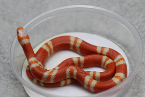 FALSA CORAL DE HONDURAS SUPER HYPO TANGERINE  ALBINO HEMBRA ID : 122