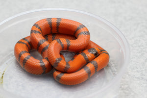 FALSA CORAL SUPER HYPO TANGERINE  HONDURAS MACHO  ID : 123