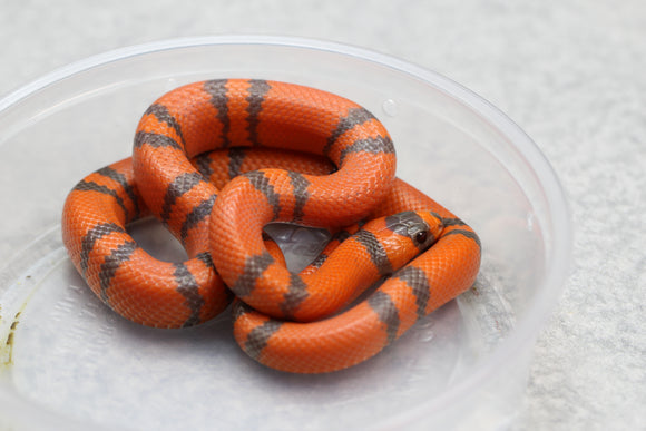 FALSA CORAL SUPER HYPO TANGERINE  HONDURAS MACHO  ID : 123