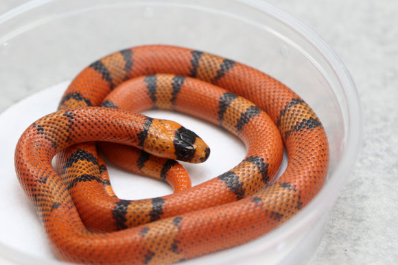 FALSA CORAL  HYPO TANGERINE HONDURAS HEMBRA  ID : 124