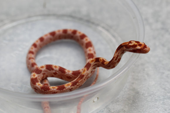 MAIZERA ALBINA OKETEE MACHO  ID : 16