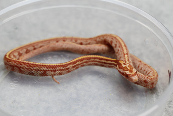 MAIZERA AMEL TESSERA MACHO  ID : 8