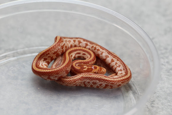 MAIZERA AMEL TESSERA HEMBRA  ID : 9