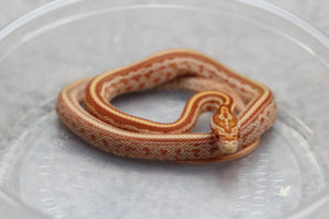 MAIZERA AMEL TESSERA HEMBRA ID : 10