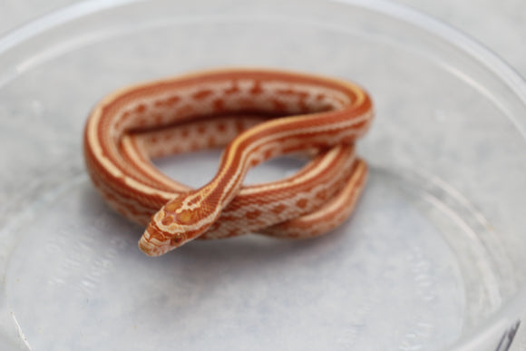 MAIZERA AMEL TESSERA HEMBRA  ID : 11