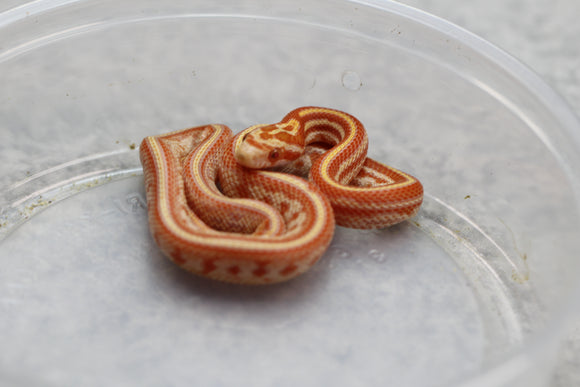 MAIZERA AMEL TESSERA HEMBRA  ID : 12