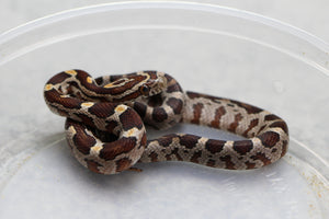 MAIZERA NOMINAL HEMBRA  ID : 15