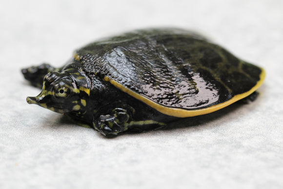 TORTUGAS CONCHA BLANDA DE FLORIDA