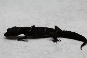 GECKO CHINO DE CUEVA HEMBRA ADULTA