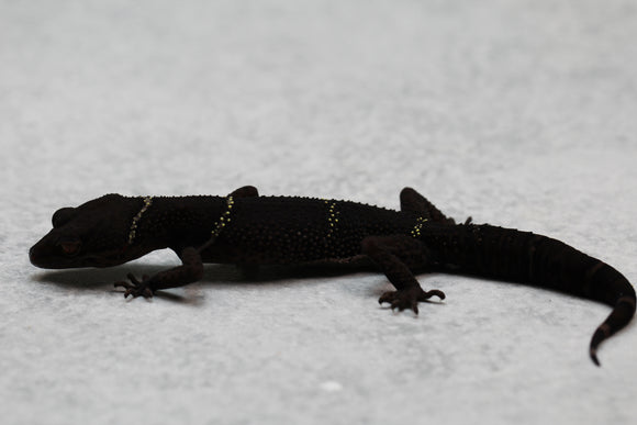 GECKO CHINO DE CUEVA HEMBRA ADULTA